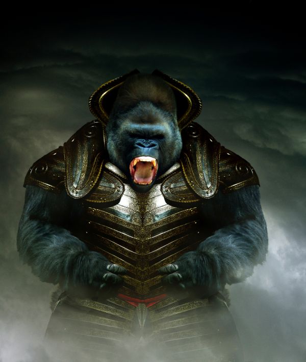 warhammer gorilla photoshop picture